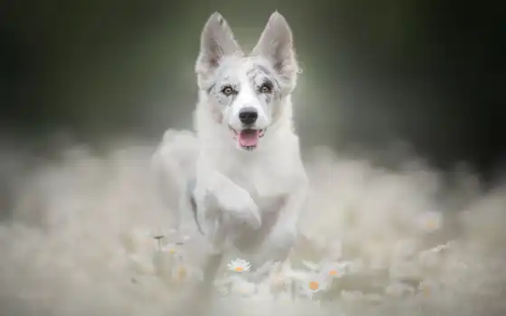 собака, run, white, щенок, cute