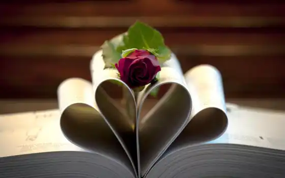 роза, книги, цветы, лежит, книга, розы, бордовая, 