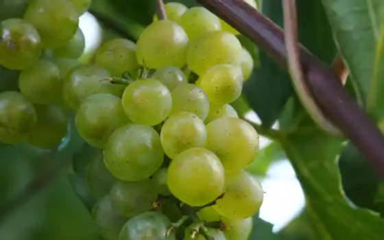 виноград, ягода, плод, permission, растение, вино, mobile, зелёный, монитор