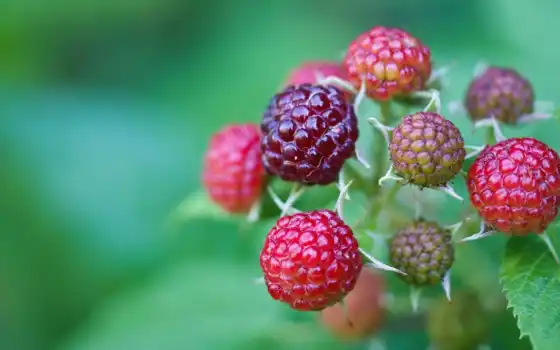 pic, blackberry, ягода, nepely i