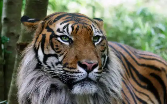тигра, интериэля, старшего, ответственного, ответственного, должен быть, онровка, брат, тигры,