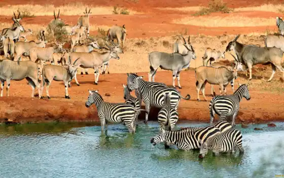 животное, сав, полив, зебра, разные, африкан, ид, асио, лезото, анал