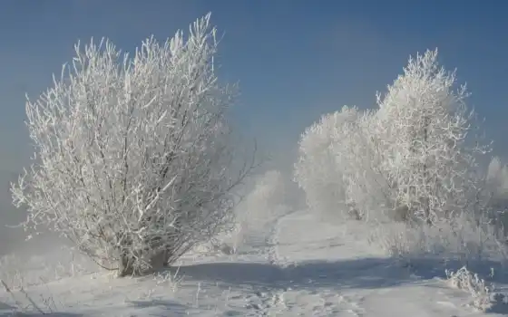 природа, зима, деревья, снег, картинка, 