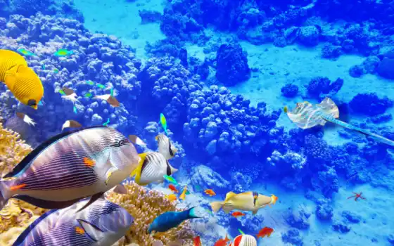 underwater, world, coral, риф, fishes, купить, рыбки, zhivotnye, 