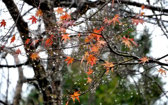 осень, пейзажи -, часть, дождь, 