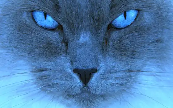 кот, глаз, синий