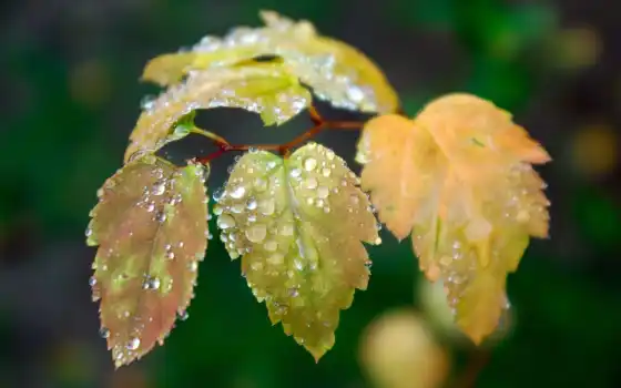 лист, дождь, осень, water, пасть, зелёный, роса, влага, drop