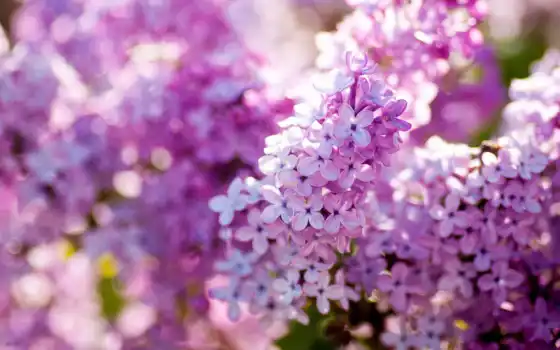 ,, растение, цветок, лепесток, фиолетовый, 