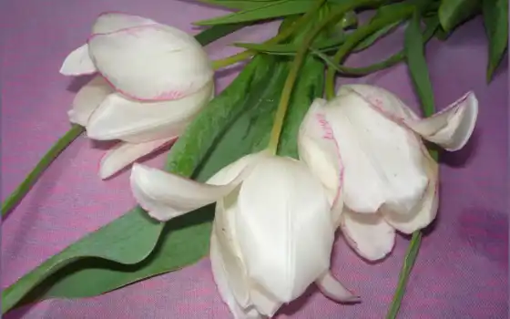 тюльпаны, белые,