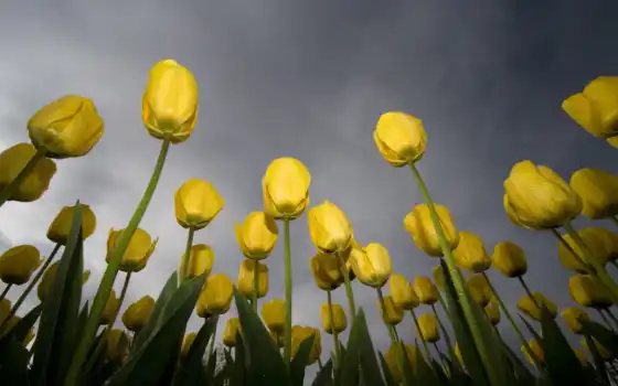 желтые, тюльпаны, тюльпаны, цветы, цветки, бесплатные, изображения,