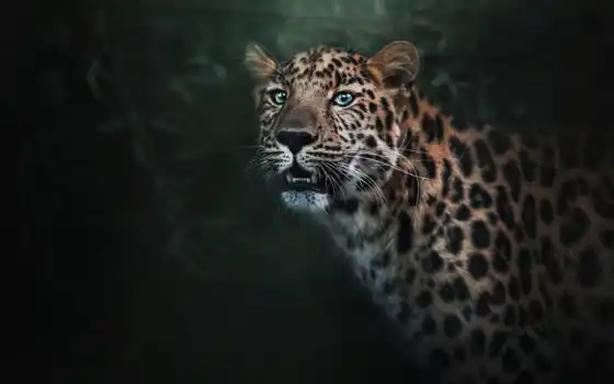 животное, леопард, jaguar, биг, короче, ретро, печатные, печатные
