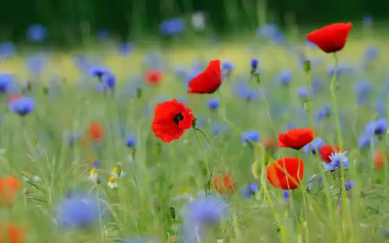 поле, blumenwiese, цветы, poppy, луг, василек, und, трава