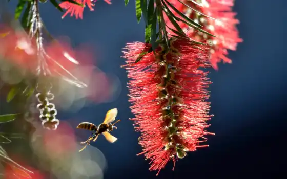 макро, пчелка, насекомое, цветок,
