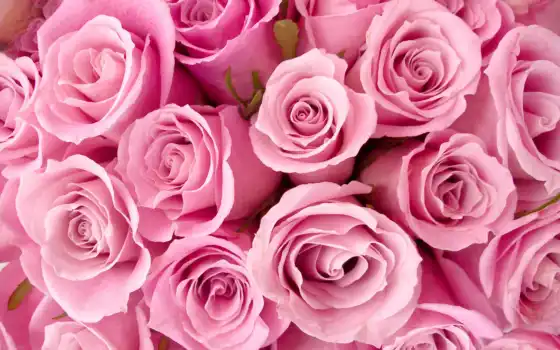 ветры, розовые, лилии, фотообои, бутоны, орхие, розовые, ли,