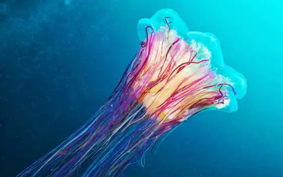 jellyfish, цианея, hairy, ocean, cyanea, capilla, primore, water, marine
