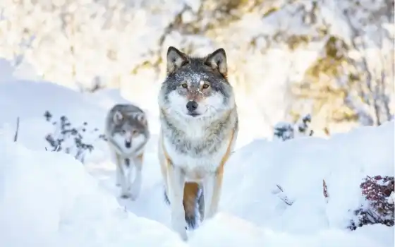 , волки, зима, снег