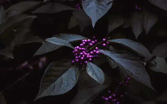 лист, purple