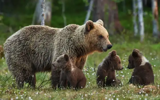 медведь, браун, medvezhonok, ursa, grizzly