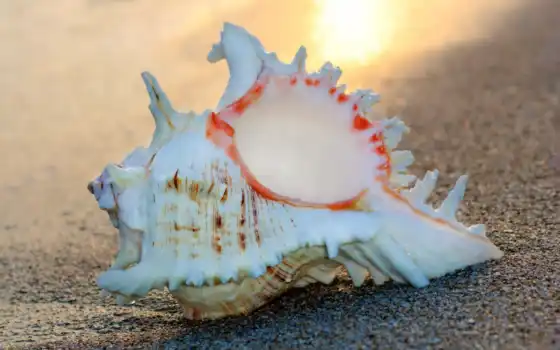 conch