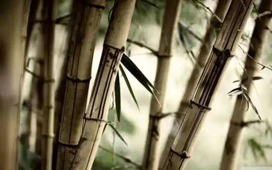 бамбук, растительность, взгляд, листья, широкоформатные, 