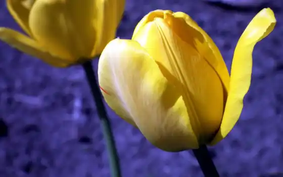 тюльпан, цвет, весна, желтый цвет, цвет, фон, сад, пряник