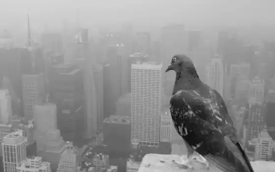 обои на рабочий стол, красивые картинки, картинки для ipad, обои для android