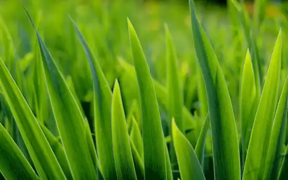 трава, зелёный