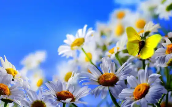 цветы, бабочка, насекомое
