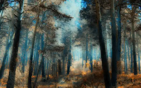 изображение, фотография, передний план, лес, дерево, imagefondo, rbole, береза