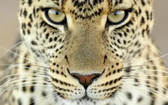 леопард, животное, кот, глаз, дикий