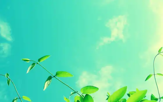 фон, небо, природа, greenery, облако, презентация, makryi, luchit, branch, verde, sun