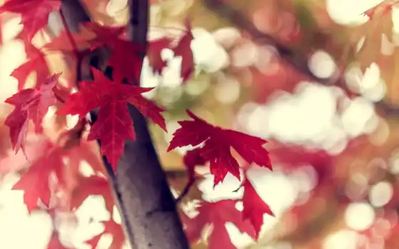 осень, лист, branch, side, makryi