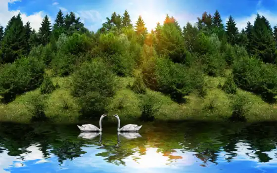 любовь, река, животное, природа, раньше, впереди, птица, пара, трава, солнечный свет