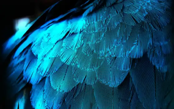 перья, перо, макро, павлина, крыло, синяя, синей, feathers, подсветкой, синие, 