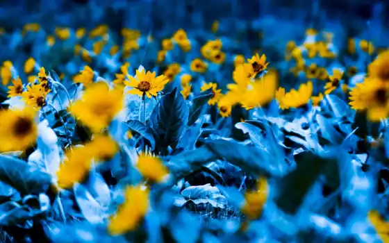 цветы, синие, желтые, сада, густые, подсолнухи,