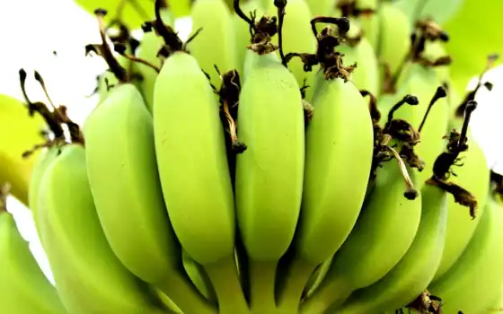 банан, дерево, строение, она, зеленый, пучок, видеть, пол, ребенка, общественный