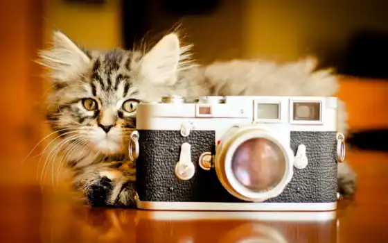фотоаппарат, кошка, котенок, фон, за, кошки, 