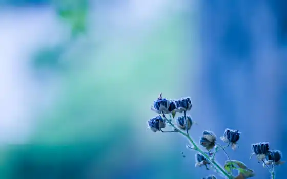 толстые, синие, синие, кубка, источник, цветы, цветки,