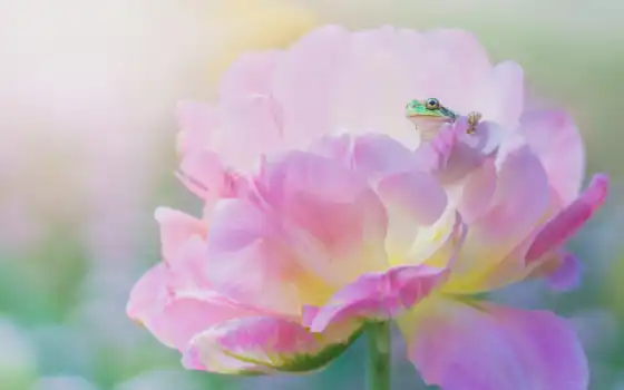 цветы, лягушка, зелёный, пион, розовый