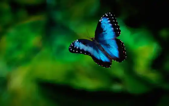 бабочки, бабочка, красивые, 