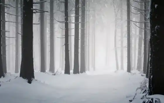 зима, горю, лес