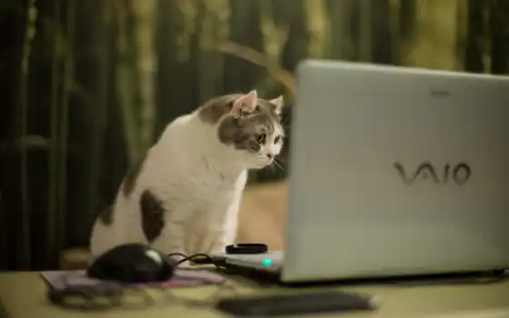 кошка, компьютер, 