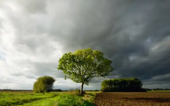 поле, дерево, облака, трава, небо, тучи, картинка, 