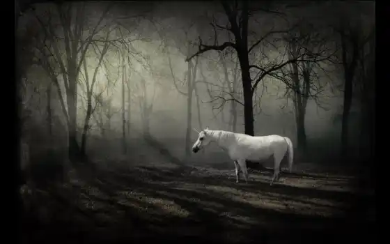 unicorn, forest, dark, download, with, last, picture, 