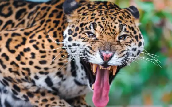 jaguar, видео, хвостик, сне,