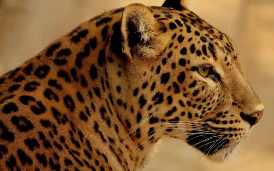 jaguar, биг, человека, леопард, панталла, фон, см