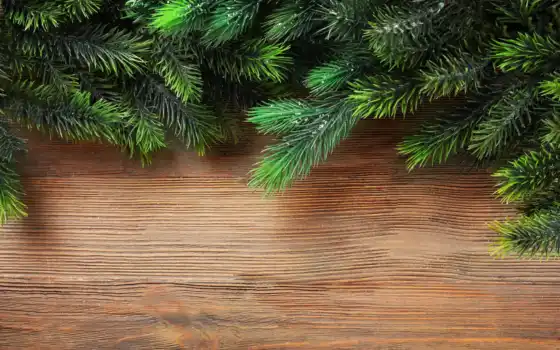 branch, pine, елка