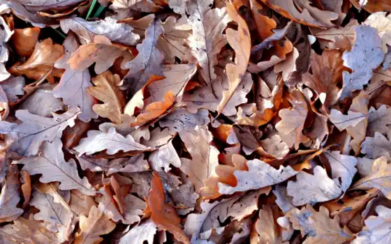 листья, коричневые, сухие, осень, картинка, 
