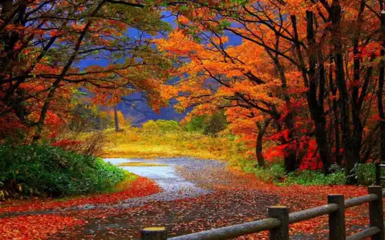 осень, лес, тропа, рабочий стол, пейзаж, паисаджес,