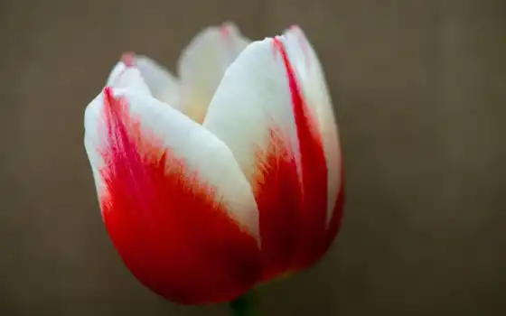 тюльпан, белый, красный, цветы,